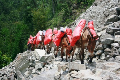 Mules carrying tarps